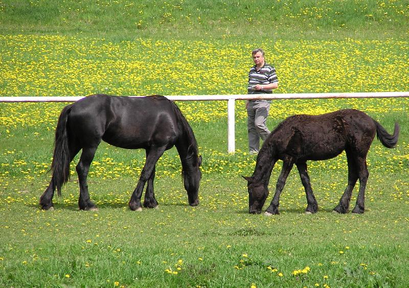 Foto: Pec�nov-kon� na pastv�