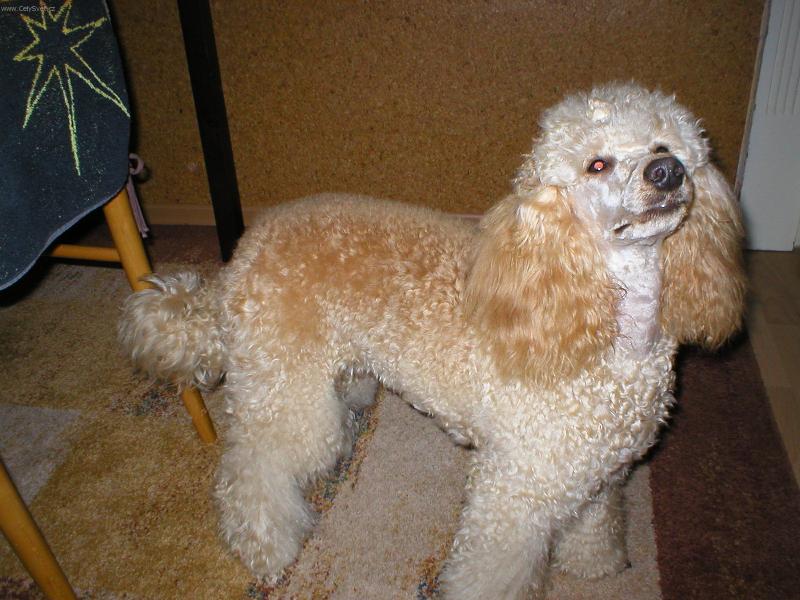 Foto: Eli�ka-No co jsem p�ece ost��han� ???? Tak se p�edvedu ne !!