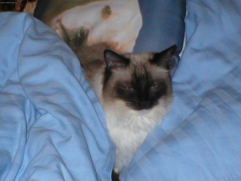 Foto: Henrieta-V�ude dob�e v posteli nejl�p !!