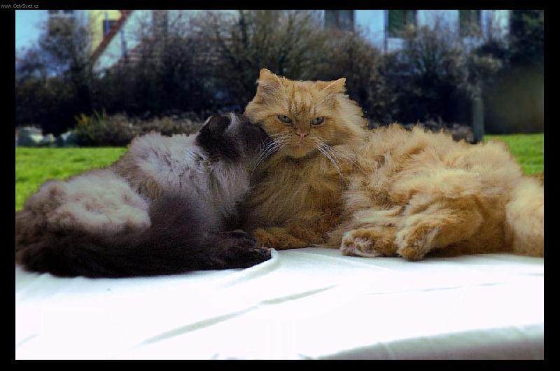 Foto: Laska kocici-Sibik a Sara