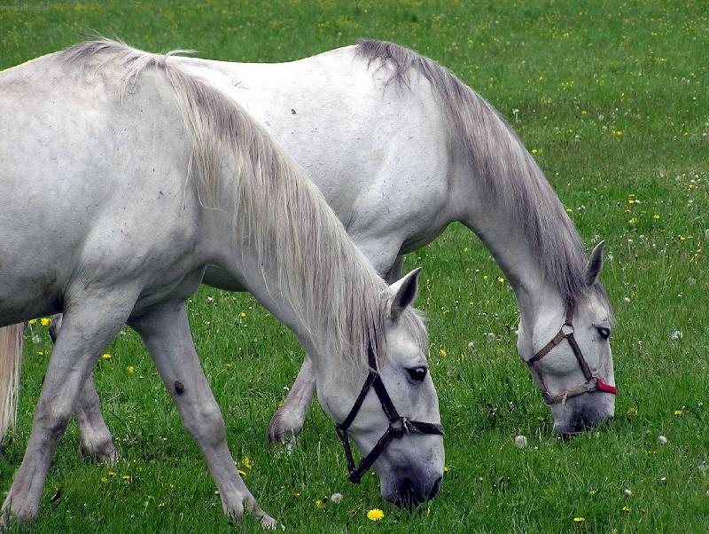 Foto: B�l� kladrubrub�t� b�lou�i-ro�kov�-h�eb��n v Kladrubech nad Labem