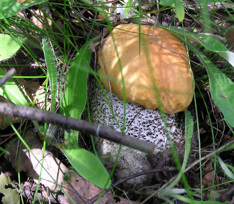 Foto: kouzeln� houba�sk� �lovek-k�emen��ek v pel�ku