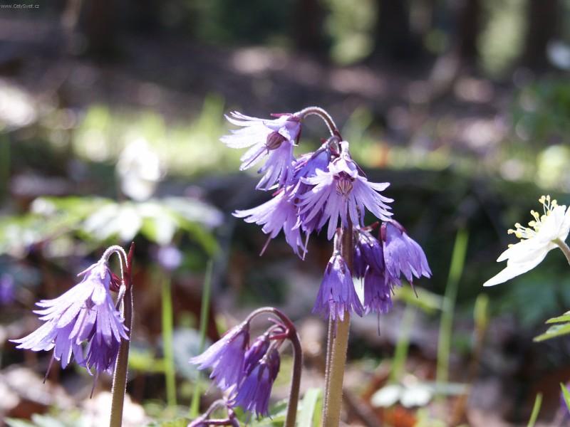 Foto: D��patka horsk�