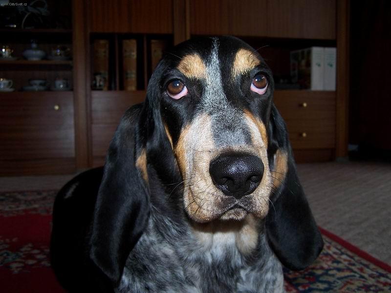 Foto: Bassetka Baru�ka