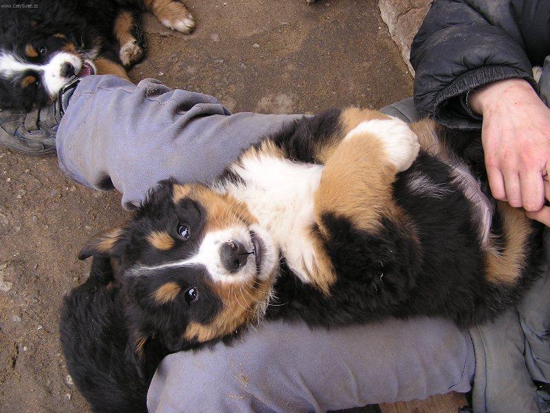 Foto: Vykulen� Audinka-Vysm�tej zaj�c