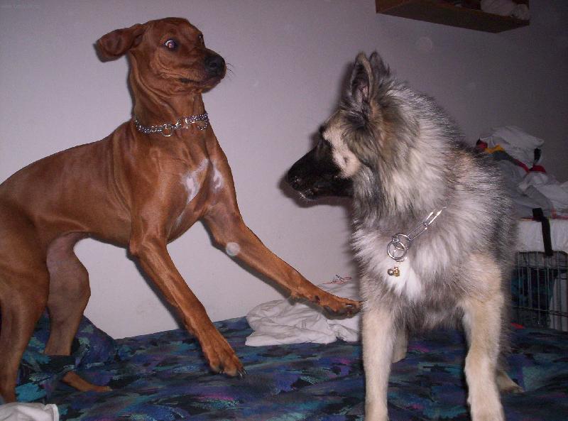 Foto: Kuk-Moje Beru�ka na agility t�bo�e s fenkou BO Jul�ou.