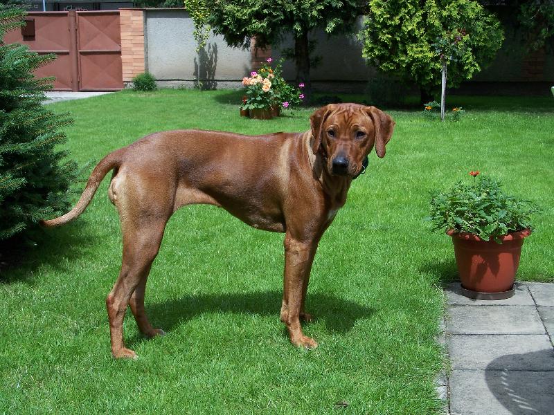 Foto: Beru�ka-Moje fenka RR na n�v�t�v�