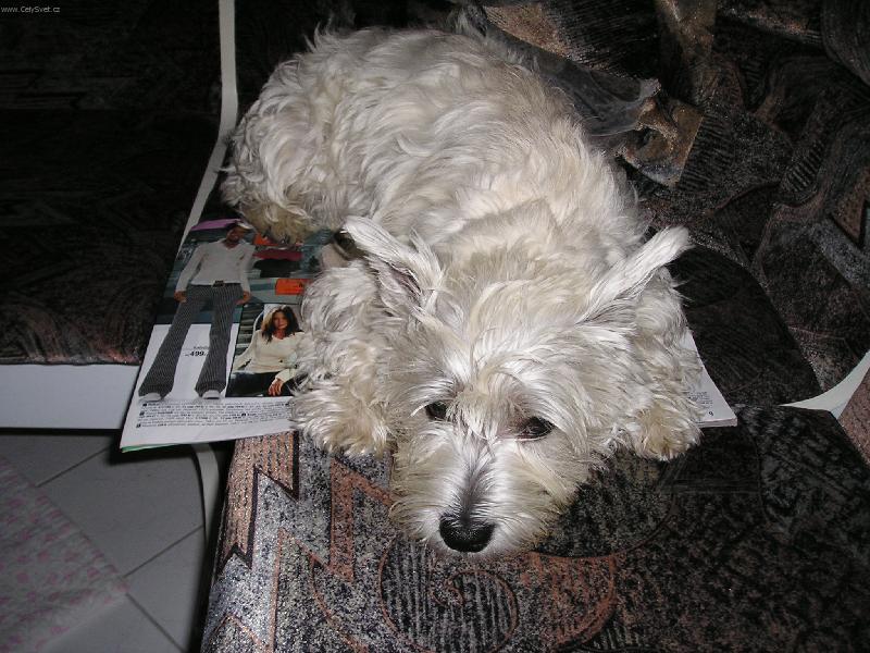 Foto: Ps� ministerstvo zakazuje �ten�!!!