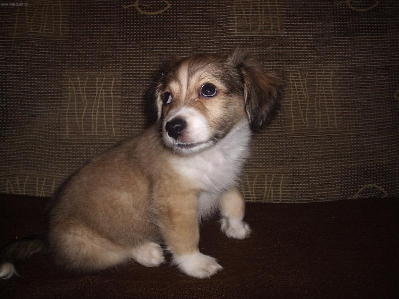 Foto: j� jsem od ka�d�ho psa trochu...-ale fe��k