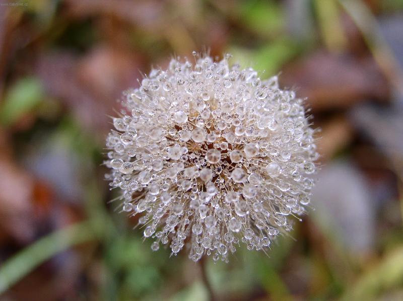 Foto: Podzimni pampeliska-pampeliska na podzim
