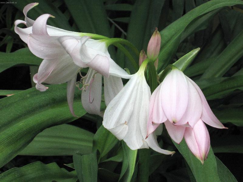 Foto: Sklen�kov� kv�tina