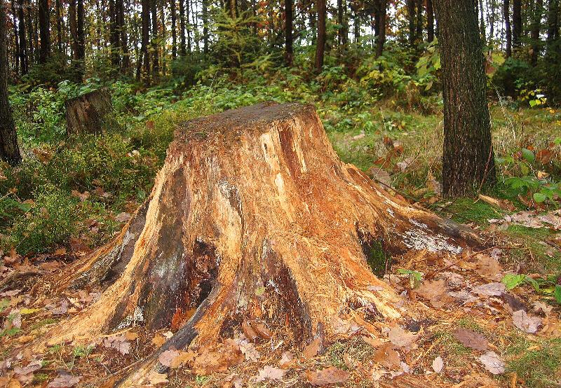 Foto: Ztrouchniv�l� pa�ez