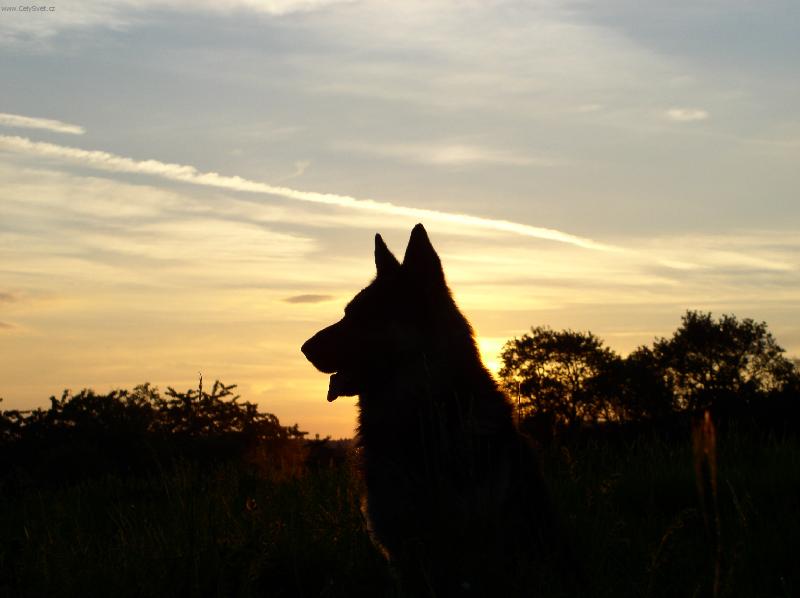 Foto: silueta-nemecky ovcak