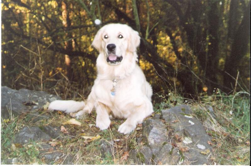 Foto: aristokrat-Maxim o vanoc�ch 2006