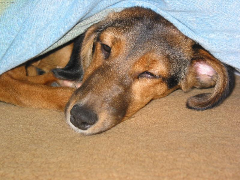 Foto: Bobinka-jsem osplal�