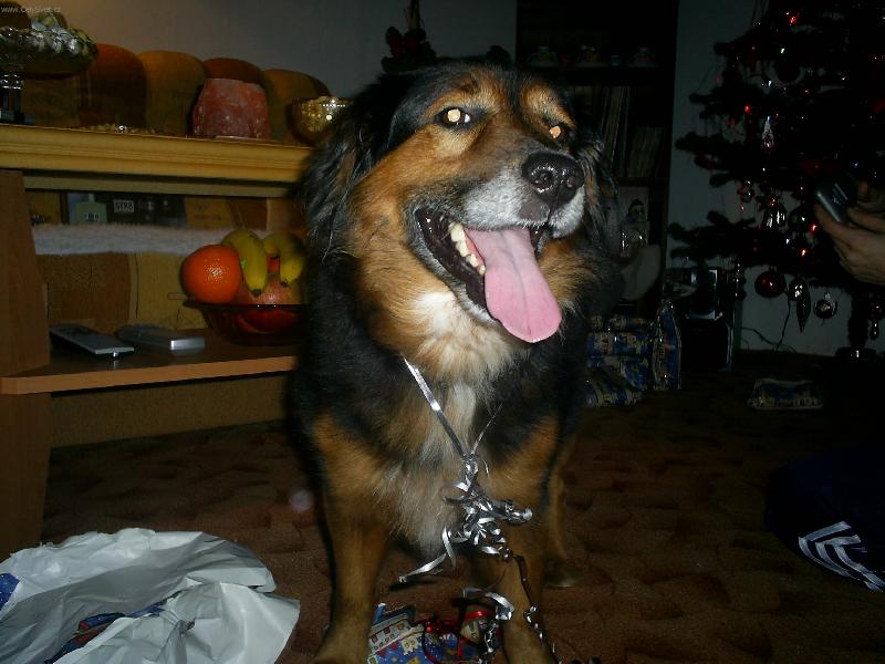 Foto: sm�ju se-vy jste nikdy nem�li z d�rk� na V�noce takovou radost?:O)