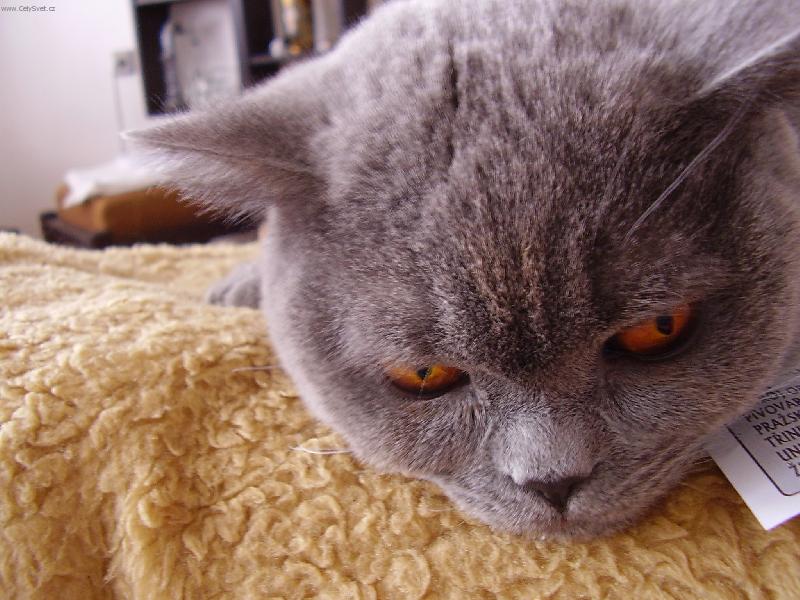 Foto: Buddy-us�n�...