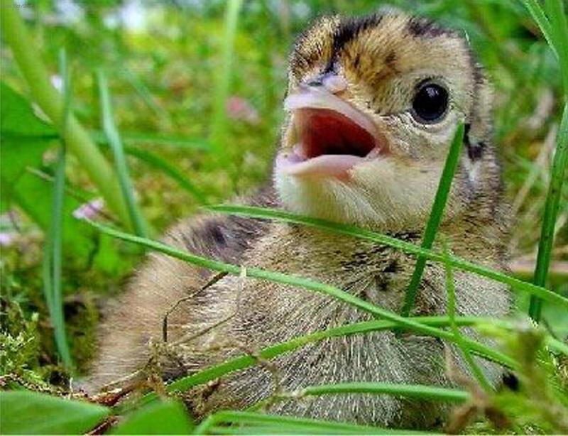 Foto: Junior-ba�ant�k