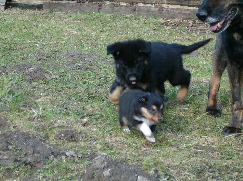 Foto:   7.t�denn�  N�meck� ov��k a 5.t�denn� �eltie-Co to tady b�h�? To je ale mr�av� sest�i�ka. Nebo to snad nen� sest�i�ka?