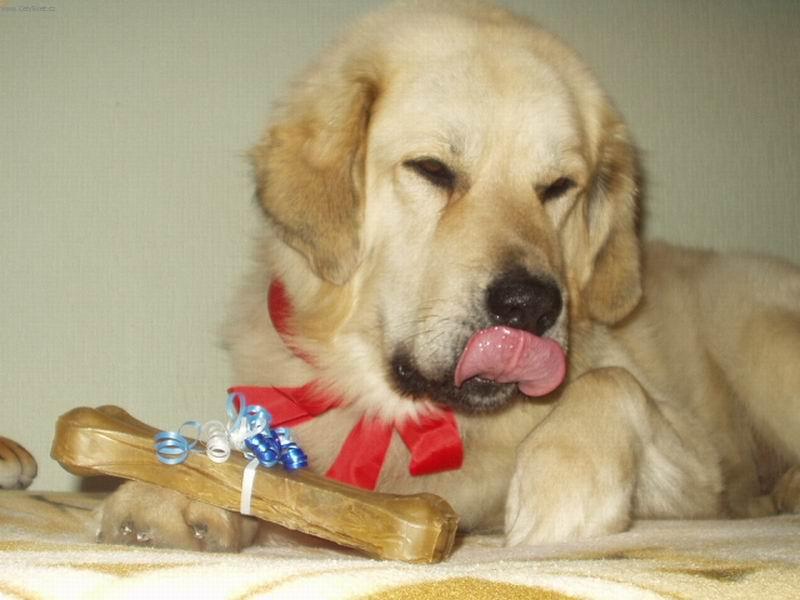 Foto: M�am!!!!!-Tohle je moje Tibetsk� doga Balihara Altan-Corgo.Dom�c�m jm�nem Apollo.