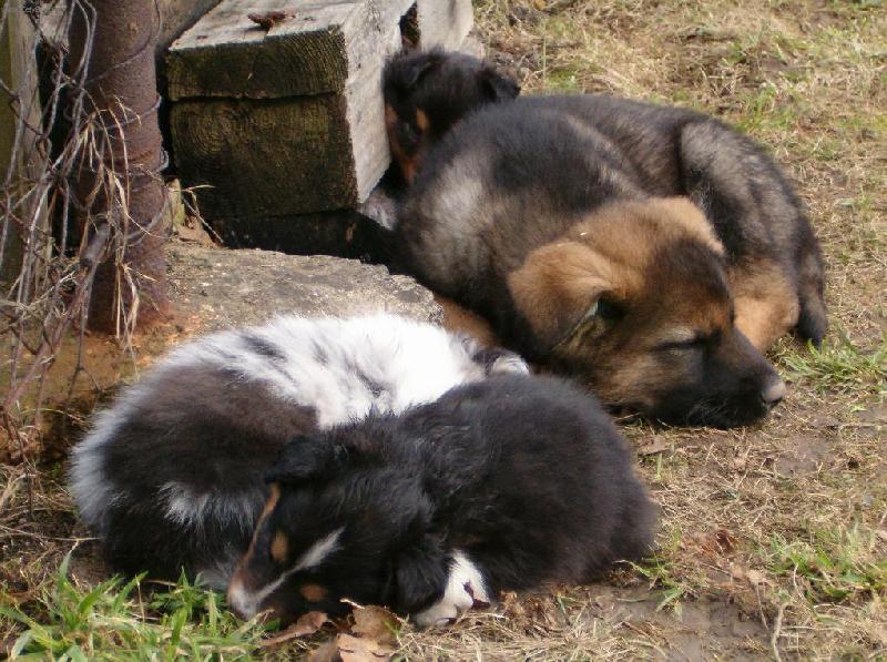 Foto: Klubko ospalc�-7. t�denn� n�meck� ov��k a 5. t�denn� �elti�ky