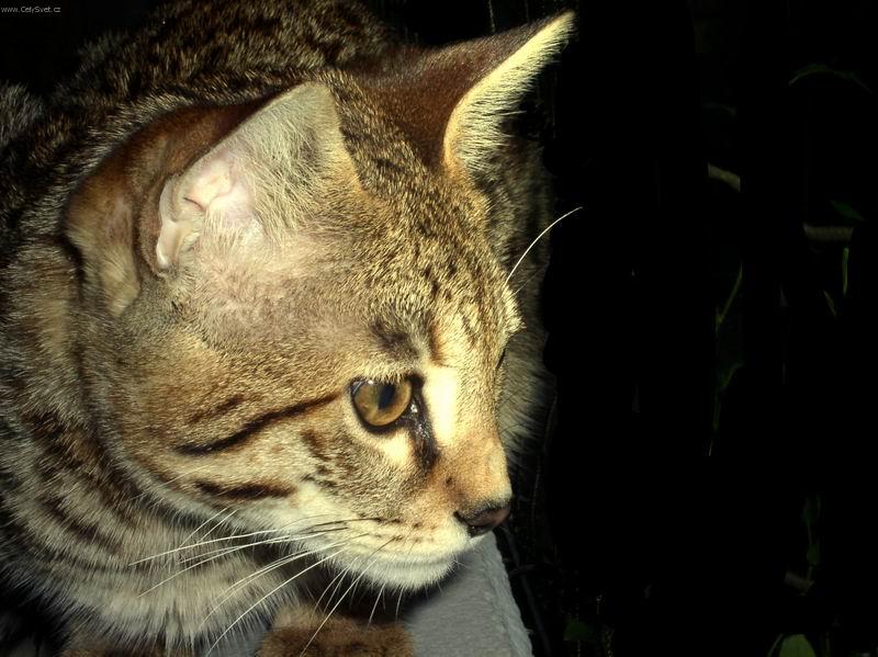 Foto: Savanov� ko�ka