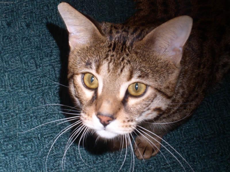 Foto: Savanov� ko�ka2