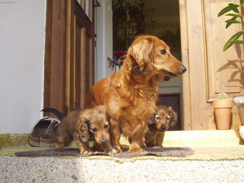 Foto: JARO-�AS ML���TEK-M�ME KLUKA A HO�I�KU