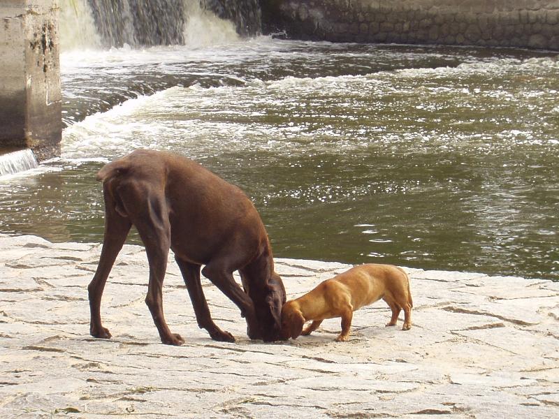 Foto: VEK� �T�N� A MLAD� D�MA-KAMAR�DI Z METELU NA NE��RCE