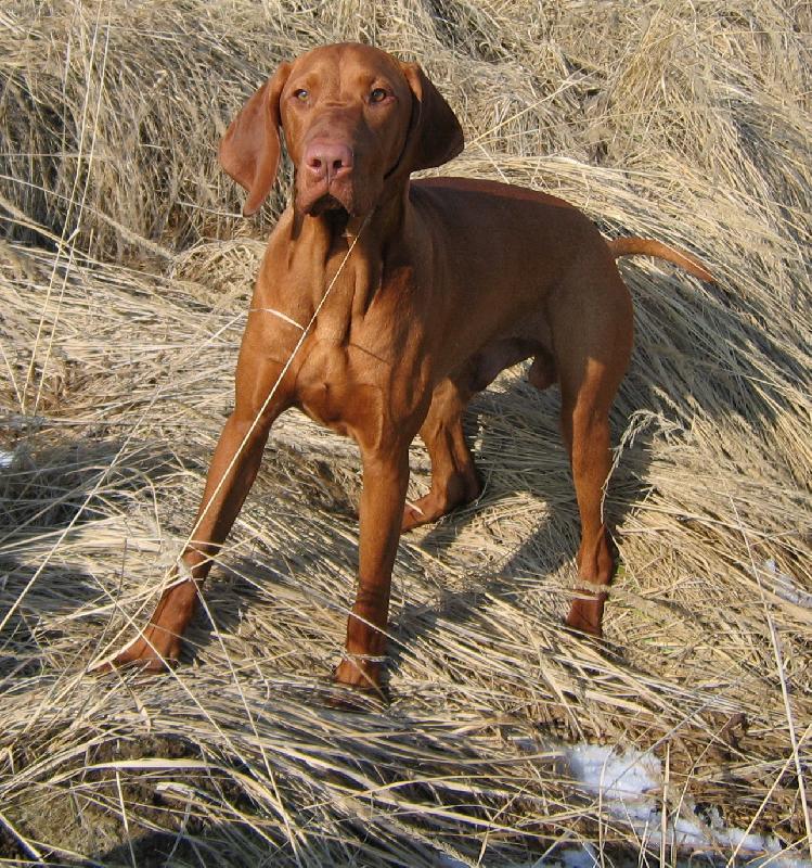 Foto: Merlin-jaro je tu! :)