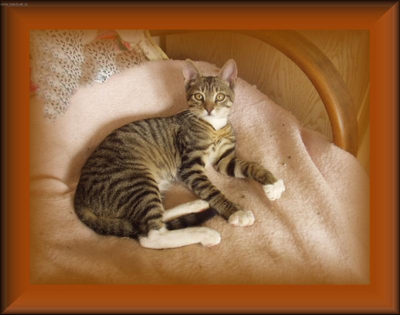 Foto: MOUREK-NALEZENEC PO �TY�ECH M�S�C�CH