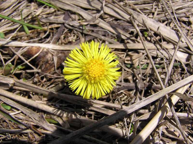 Foto: Brdy 2.dubna 2006 kolem 14.hodiny-Z��iv� slun��ko pln� radostn� n�lady