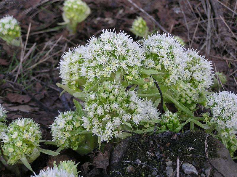 Foto: Brdy 2.dubna 2006 kolem 14.hodiny-Jaro u� se hl�s� v Brdech i t�mito kv�ty.