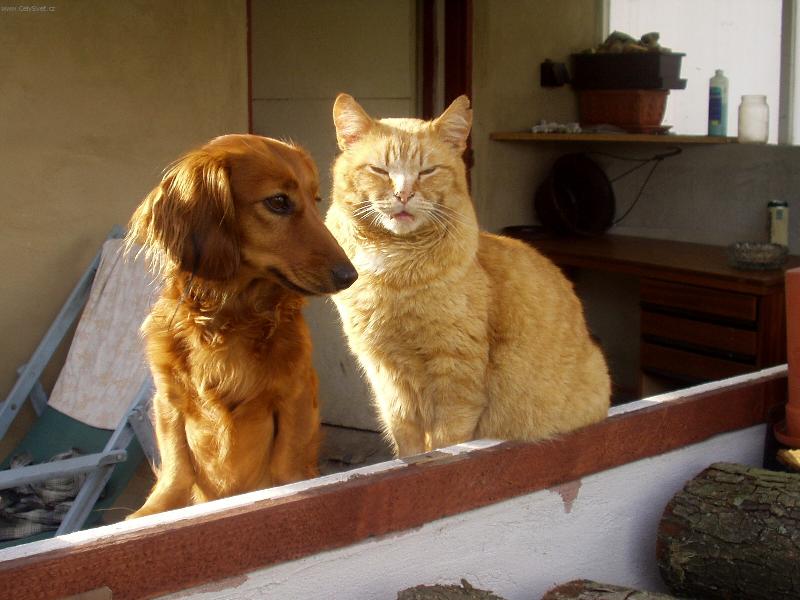 Foto: �TY�LET� BARY�KA A 13LET� KOCOUR-VELK� P��TELSTV�