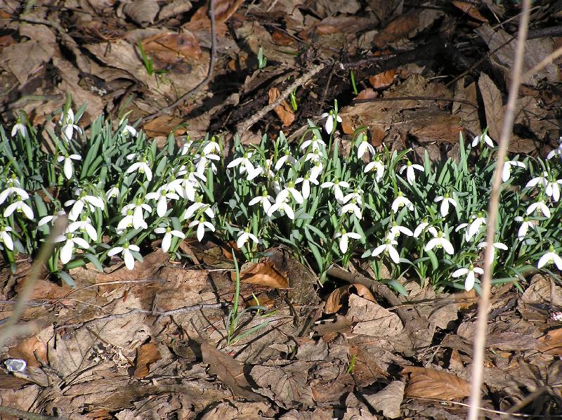 Foto: Brdy 2.dubna 2006 kolem 14.hodiny-Jaro u� se hl�s� v Brdech, tak� sn�enkami.