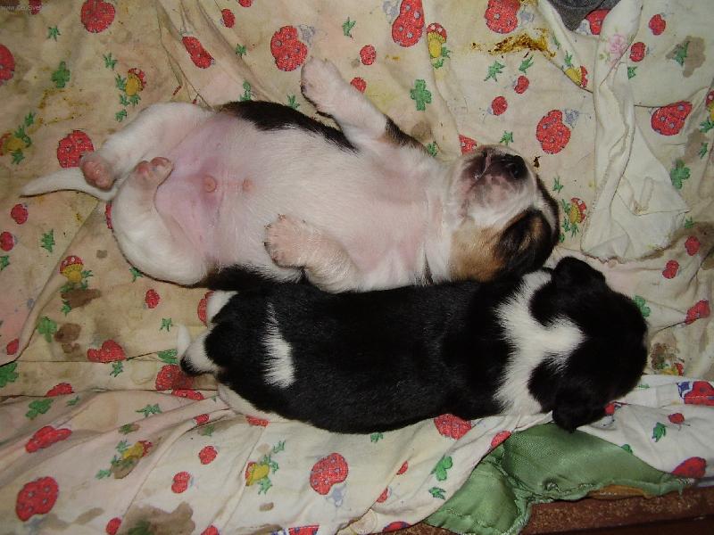 Foto: S�GRA,MUS͊ SE NA M� TAK TLA�IT?-B�GL�CI PO BA�T�