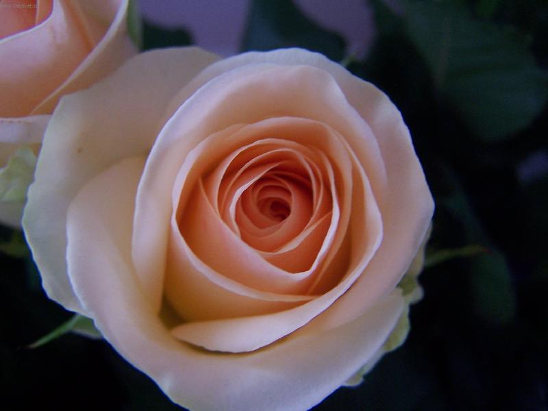 Foto: r��e poup�tko