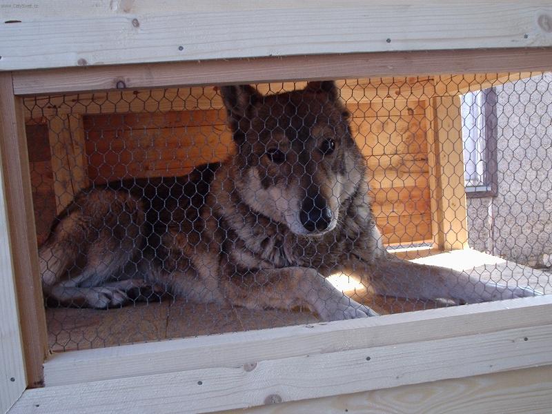 Foto: rita-ja jsem kralicek dejte mi tu zeleninu