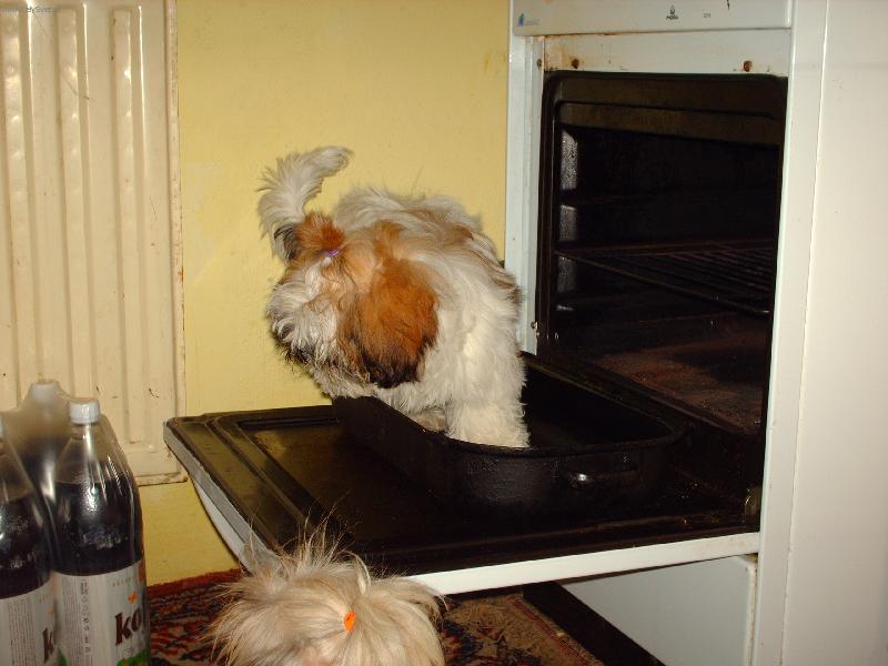 Foto: Shih-tzu na pek��i-Chce se nechat up�st,nebo m� hlad?