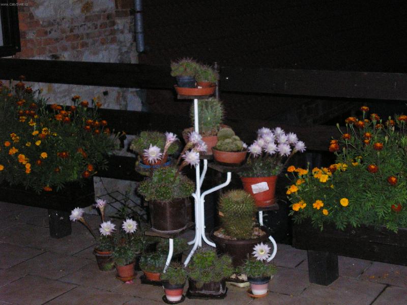 Foto: Rozkvetl� balkon