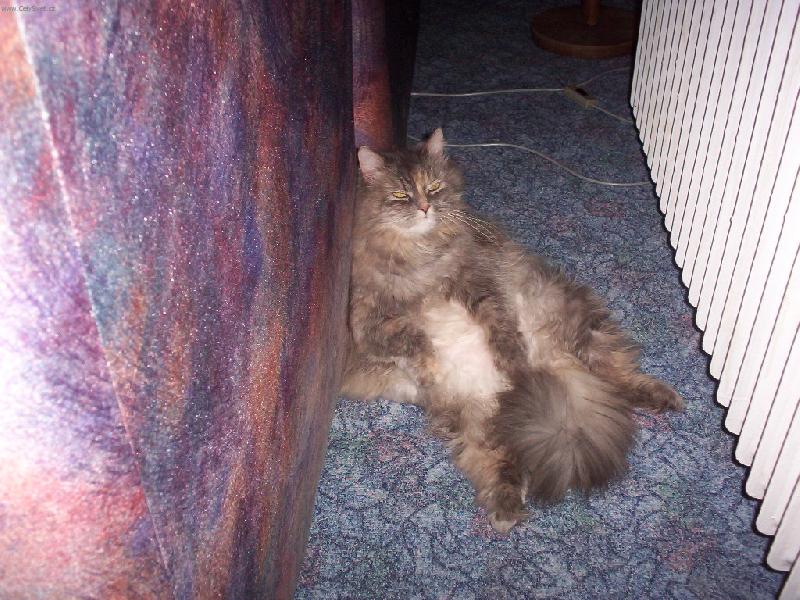 Foto: Jenny-Takhle nejrad�ji sleduji televizi :-).