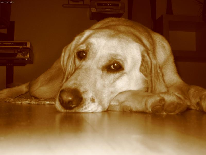 Foto: V�ude dob�e, u p�n��ka nejl�pe.-labradorka Ag�ta