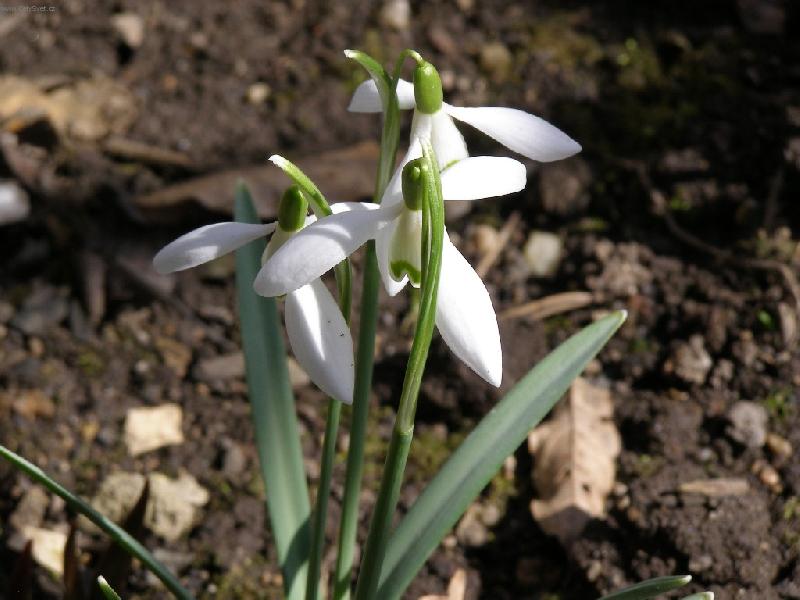 Foto: Sn�enky-Kr�sy na�� zahr�dky.