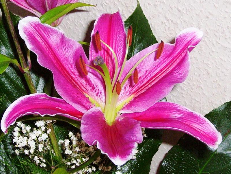 Foto: Lilie-Kr�lovna kv�tin.