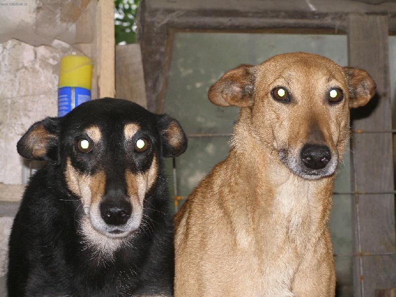 Foto: D�enka a Fil�pek