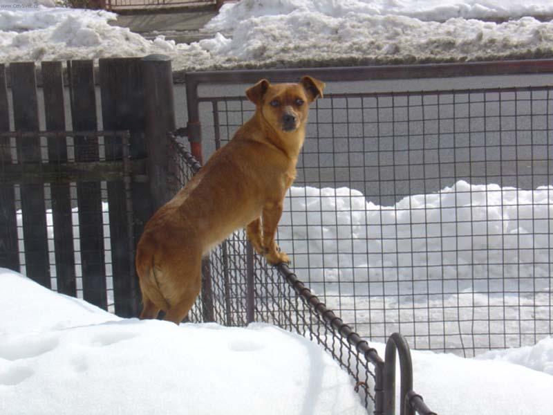 Foto: s nadhledem jde v�echno l�p-z hromady sn�hu p�ehl�dne p�es branku i mal� pes