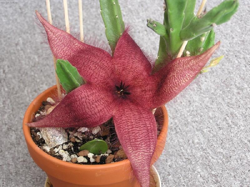 Foto: Stapelia v rozkv�tu