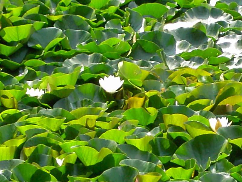 Foto: lekn�nov� koberec-lekn�ny na hladin� vodn� n�dr�e