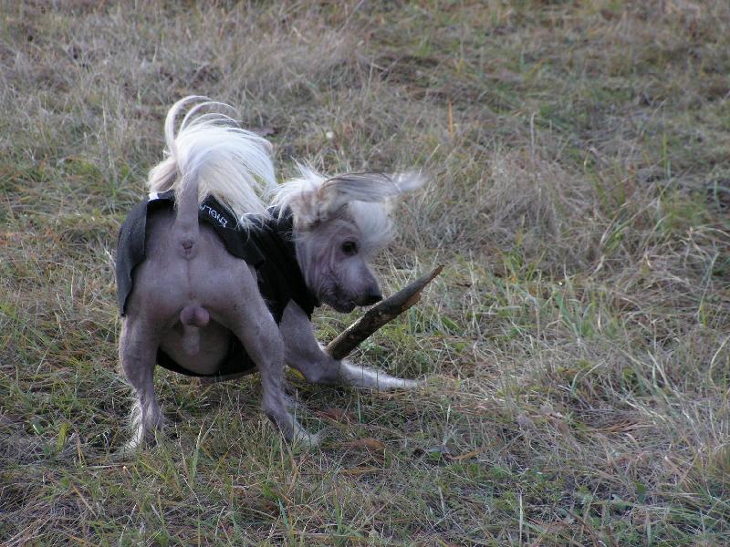 Foto: Janek-Hod o�t�pem nebo vrh koul�?