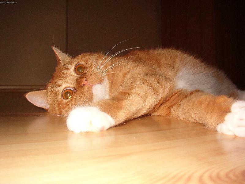 Foto: Bulvi�-siesta...